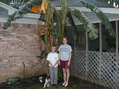 Kids with the bananas at our AL house